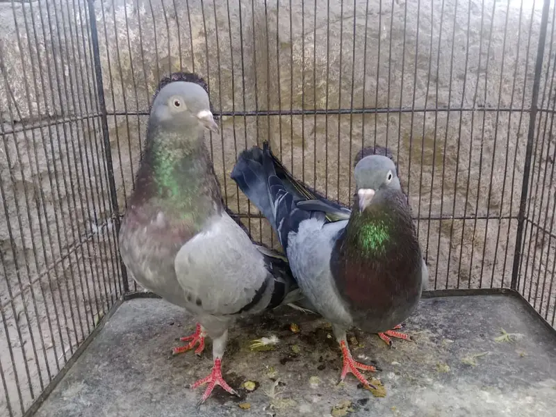 FANCY PIGEONS FOR SALE IN MULTAN — photo 11