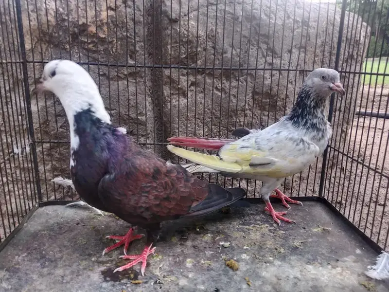 FANCY PIGEONS FOR SALE IN MULTAN — photo 12