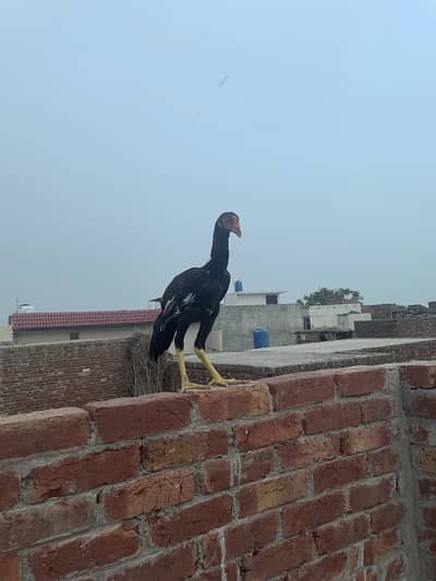 Pure Aseel Hens are available