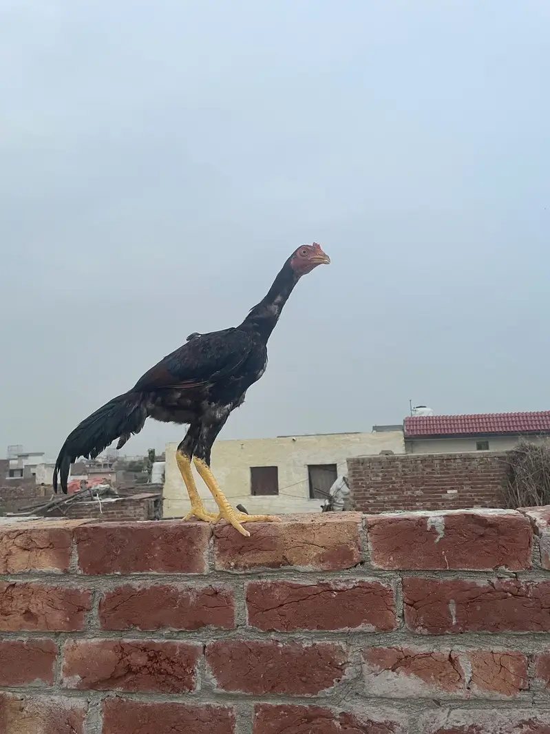 Pure Aseel Hens are available — photo 2