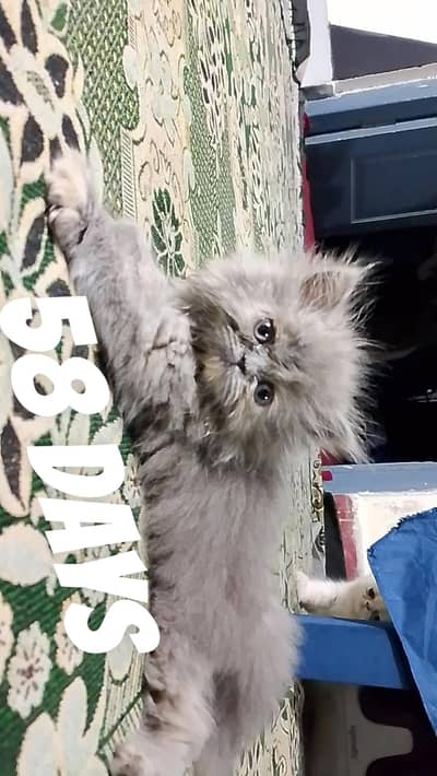 Persian Kitten | Pure Persian kittens| Lhr