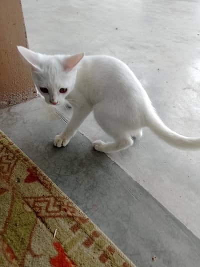 Persian cat