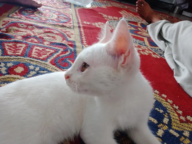 Persian cat — photo 2