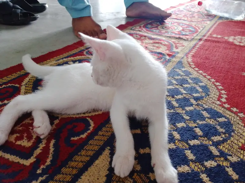 Persian cat — photo 3