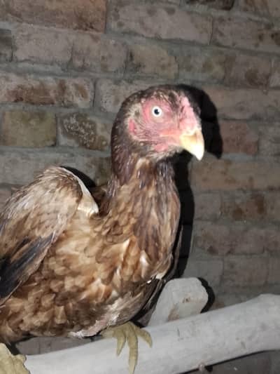 pure aseel female hen for sale