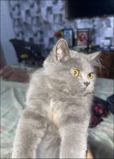 Persian Mix Breed Male