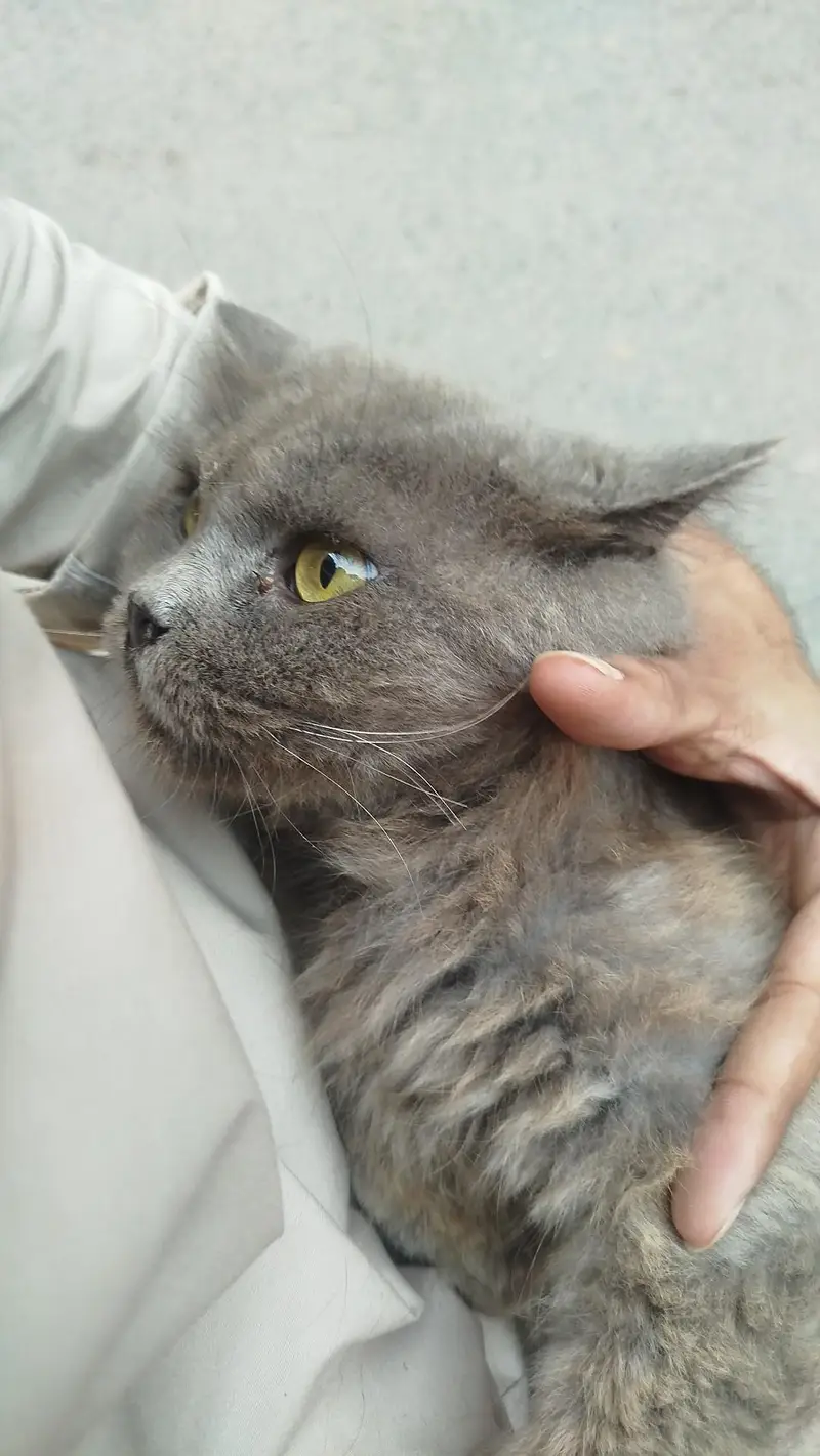 Persian Mix Breed Male — photo 2
