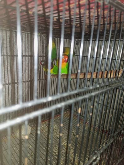 Yellow chest love birds