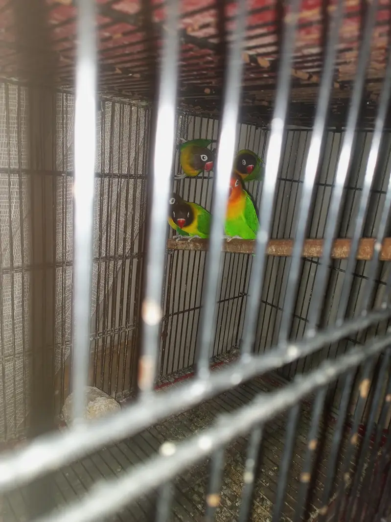 Yellow chest love birds — photo 2