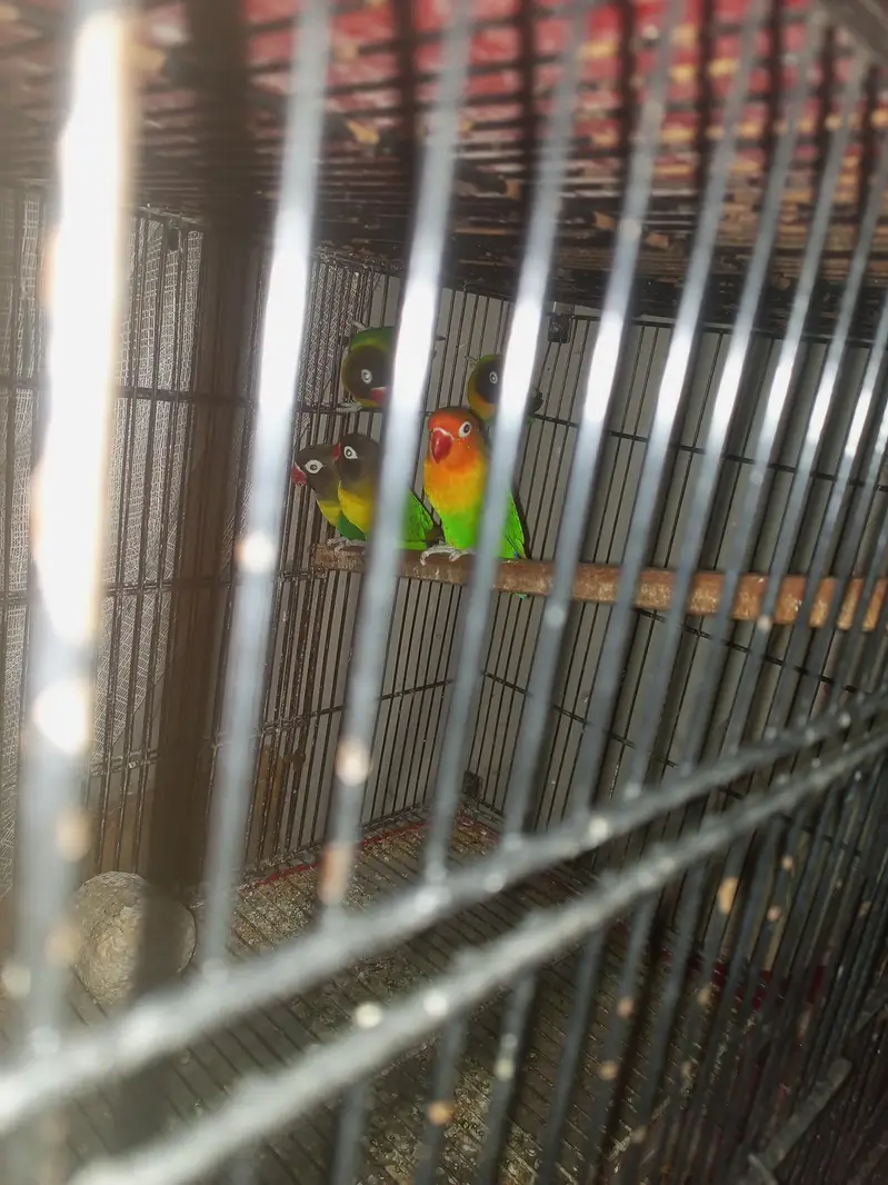 Yellow chest love birds — photo 3