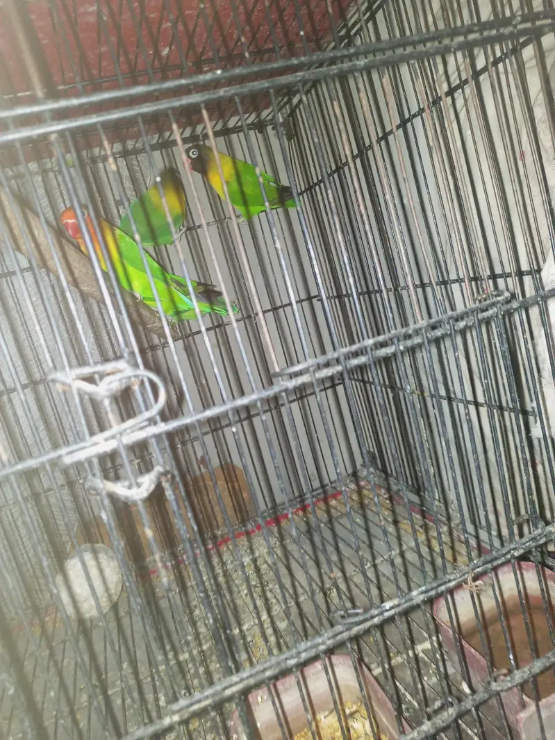 Yellow chest love birds — photo 4