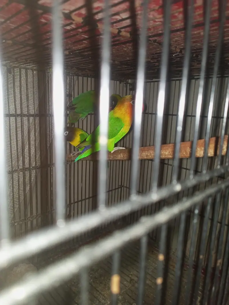 Yellow chest love birds — photo 5