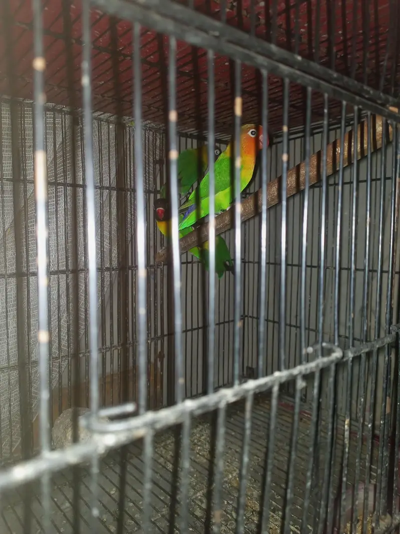 Yellow chest love birds — photo 6