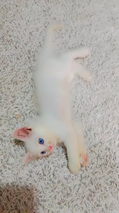 6 kittens Persian cat