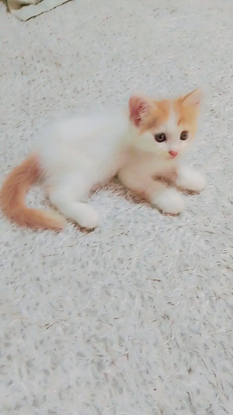 6 kittens Persian cat — photo 2