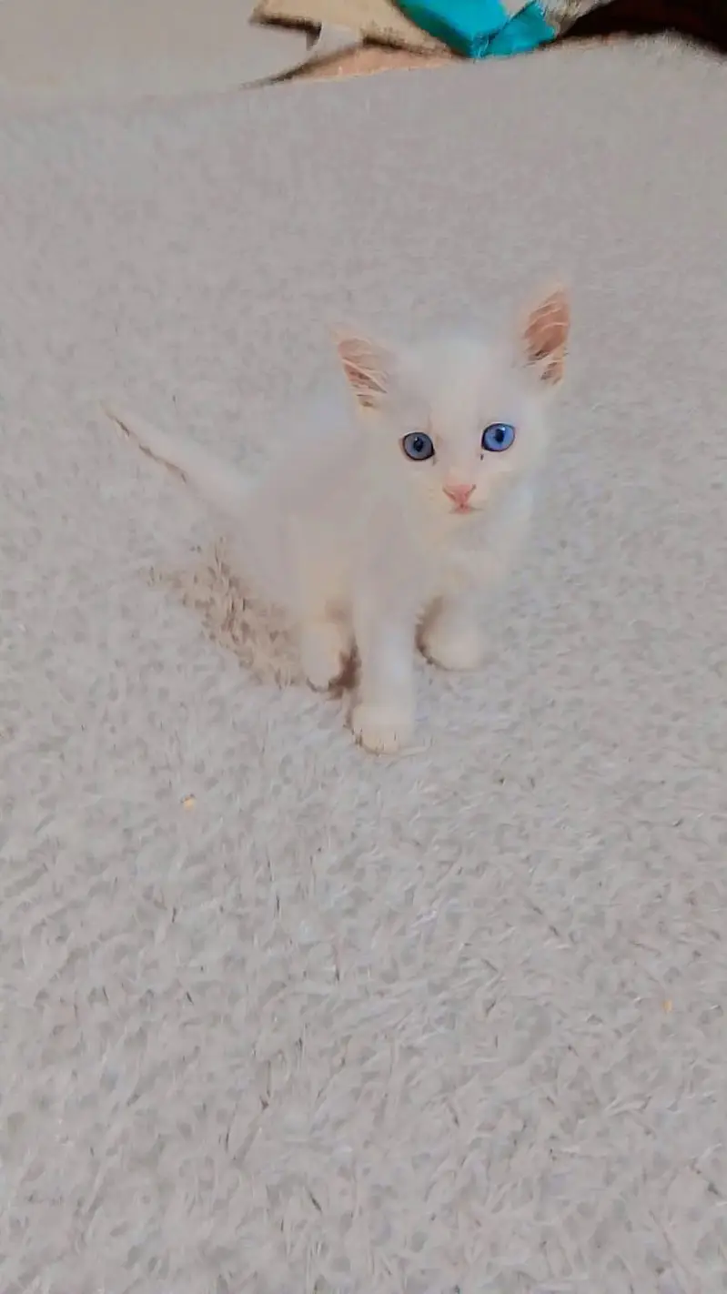 6 kittens Persian cat — photo 3
