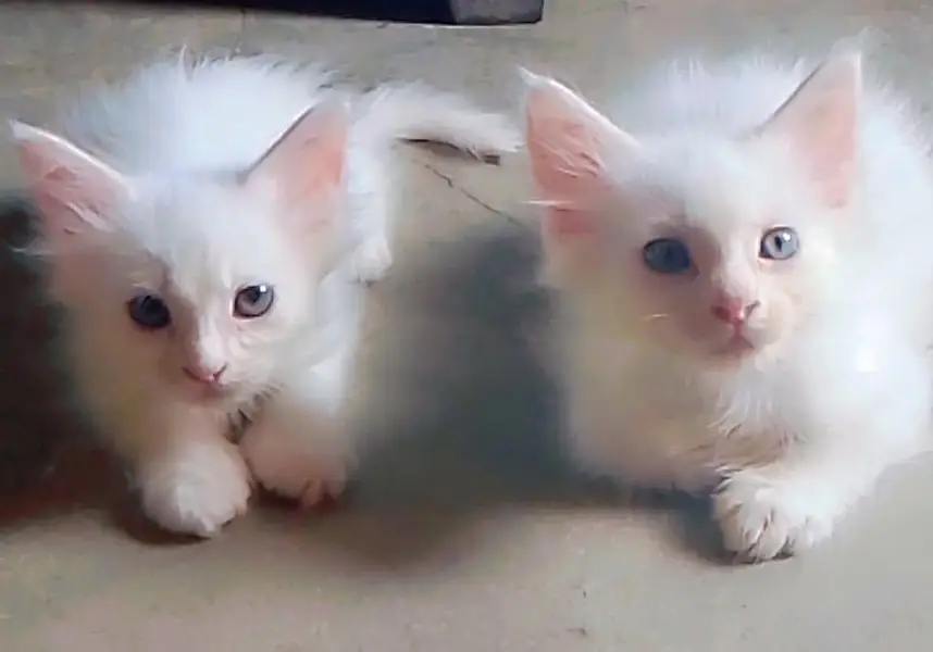 6 kittens Persian cat — photo 4