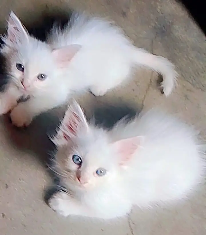 6 kittens Persian cat — photo 5
