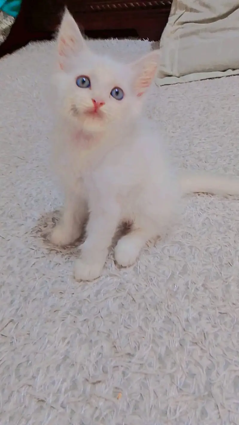 6 kittens Persian cat — photo 6