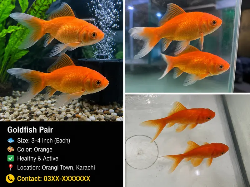 High quality imported goldfish pair for sale . . . . .