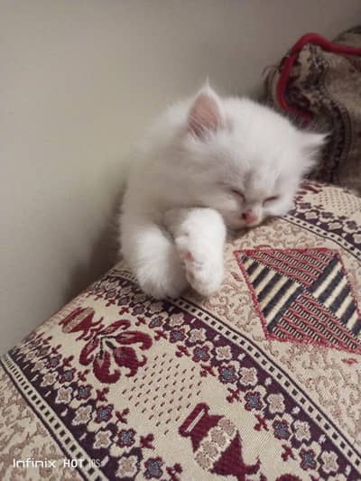 Bella