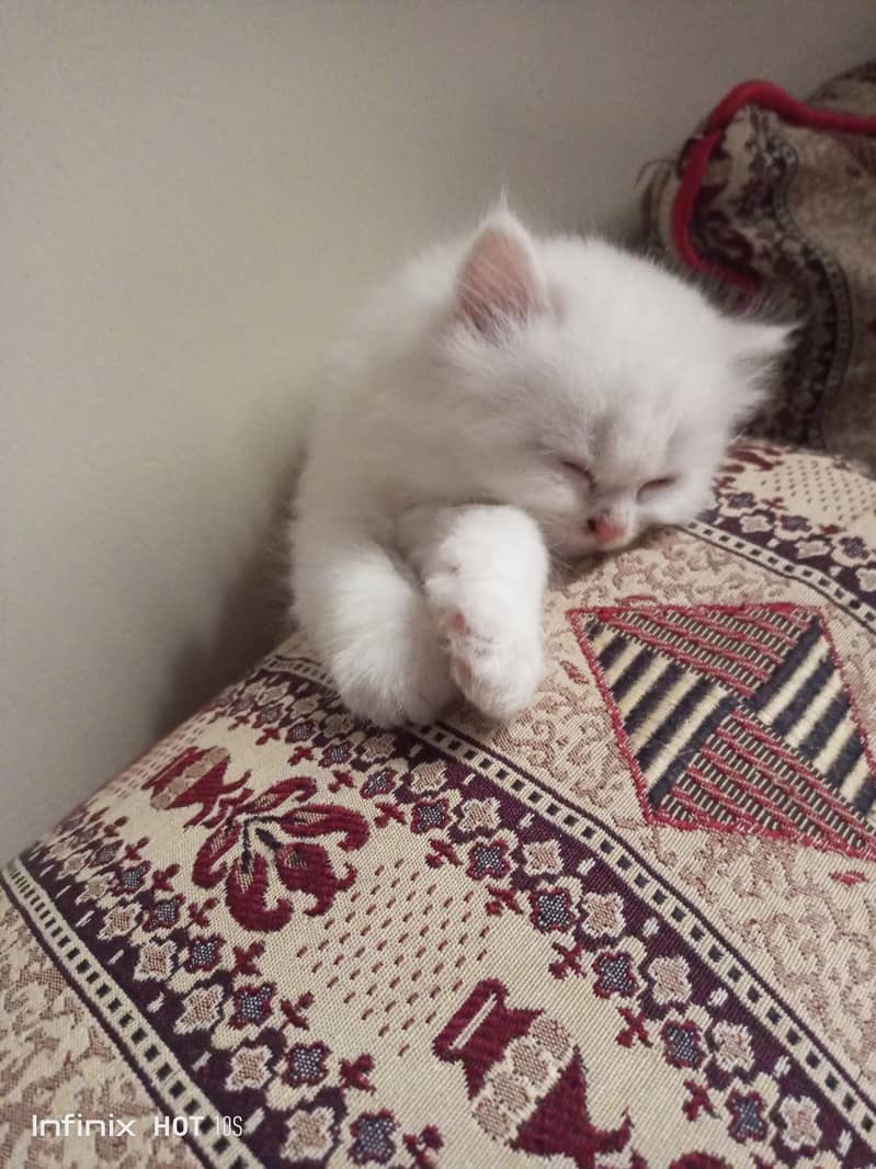Bella 0