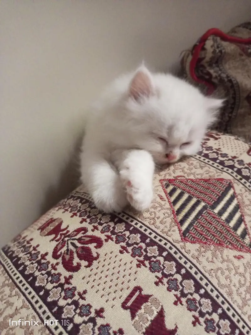 Bella — photo 4
