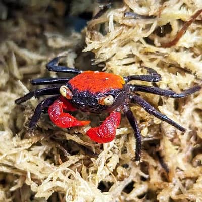 vampire crab 