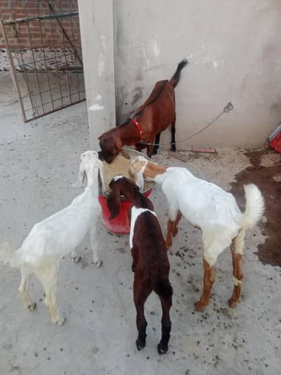 goats