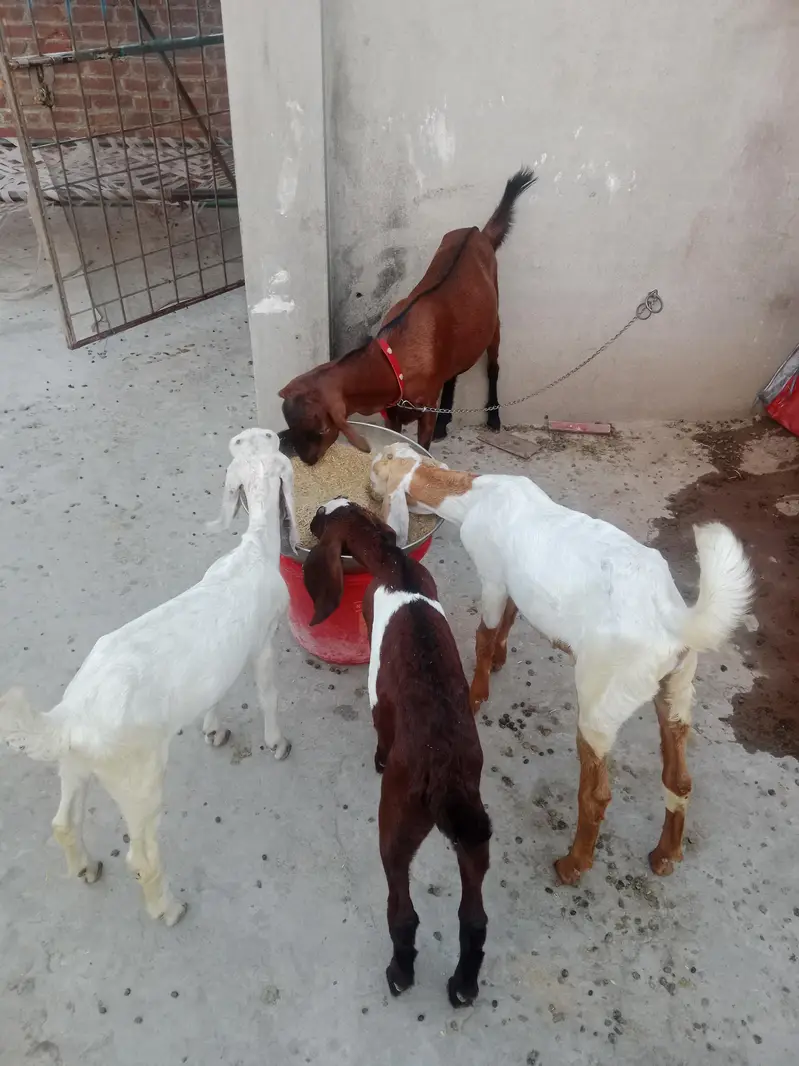 goats
