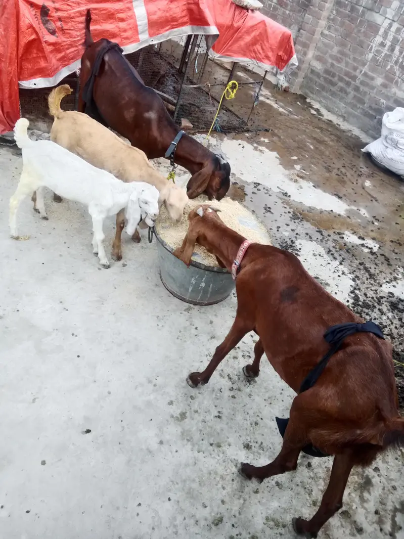 goats — photo 3