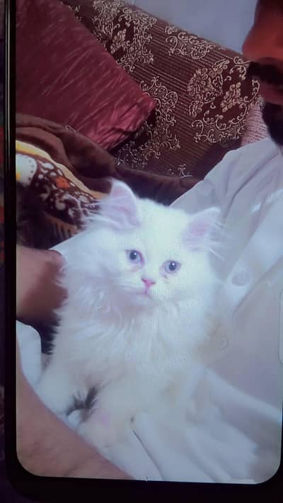 White Persian cat with blue eyes male 4 months
