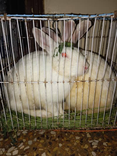 rabbits pair