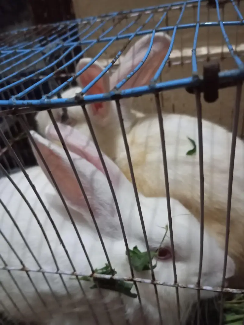 rabbits pair — photo 2