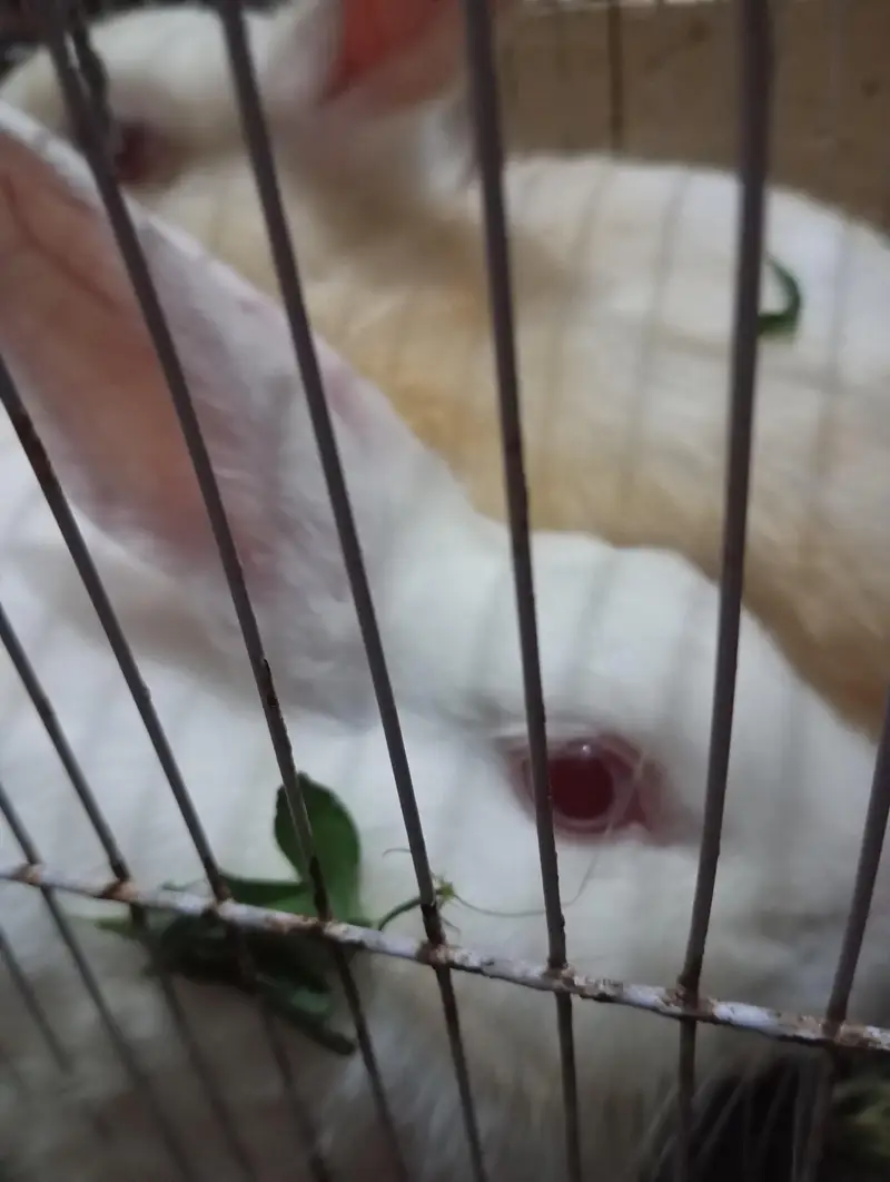 rabbits pair — photo 3
