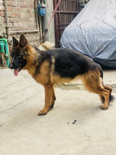 German shepherd