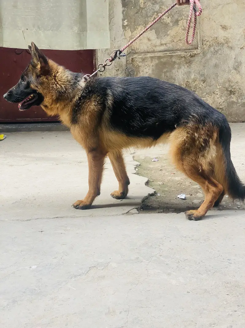 German shepherd — photo 2