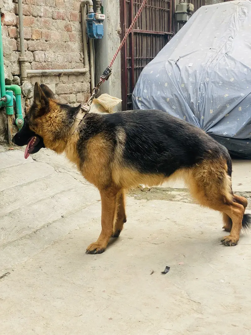 German shepherd — photo 3