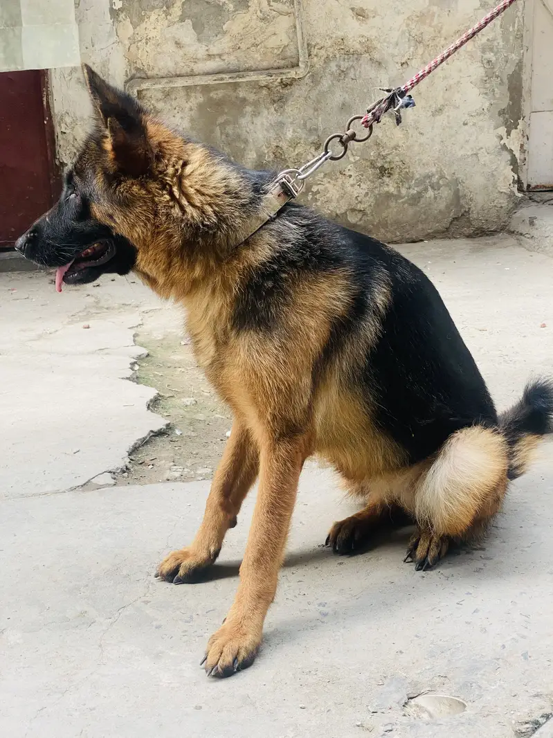 German shepherd — photo 4