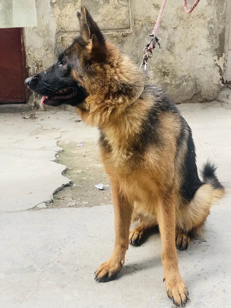 German shepherd — photo 5