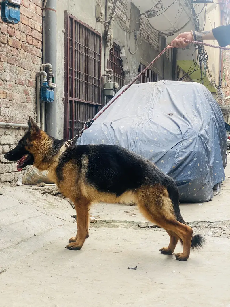 German shepherd — photo 6