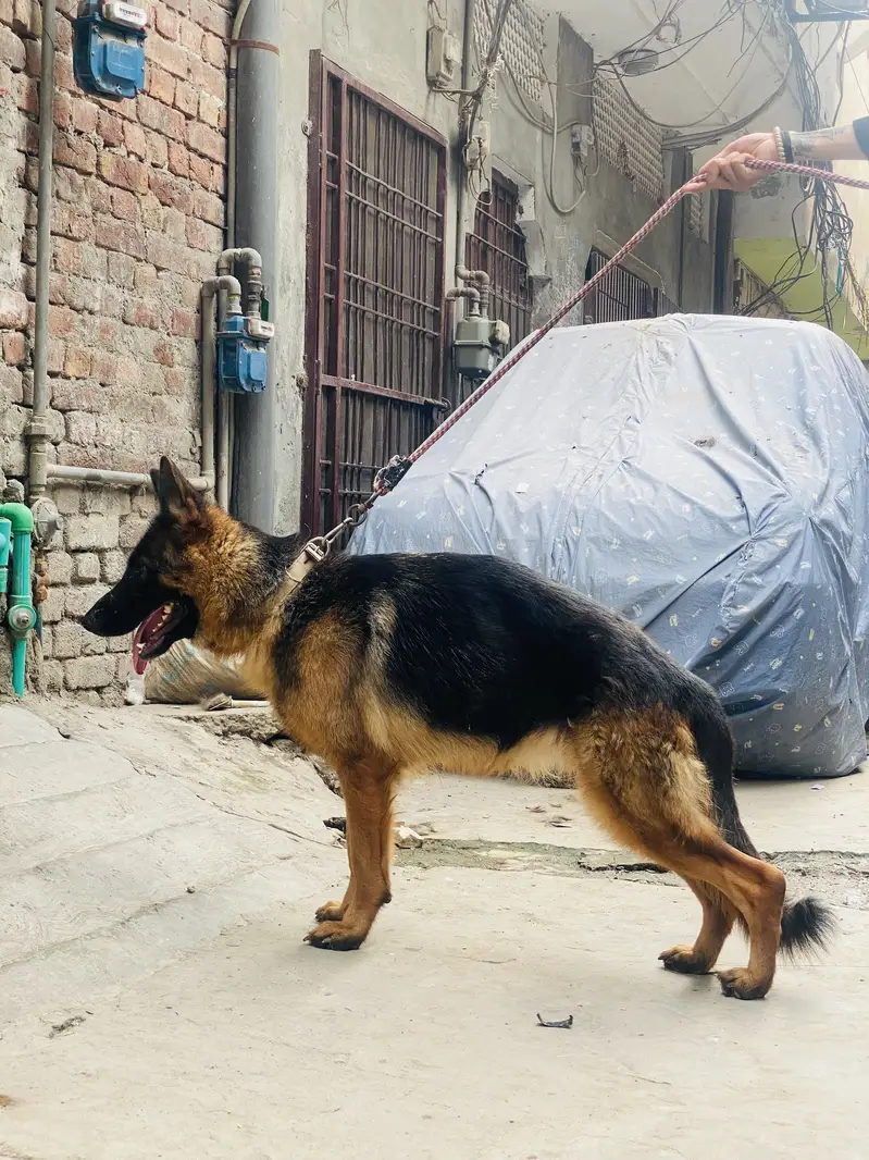 German shepherd — photo 7