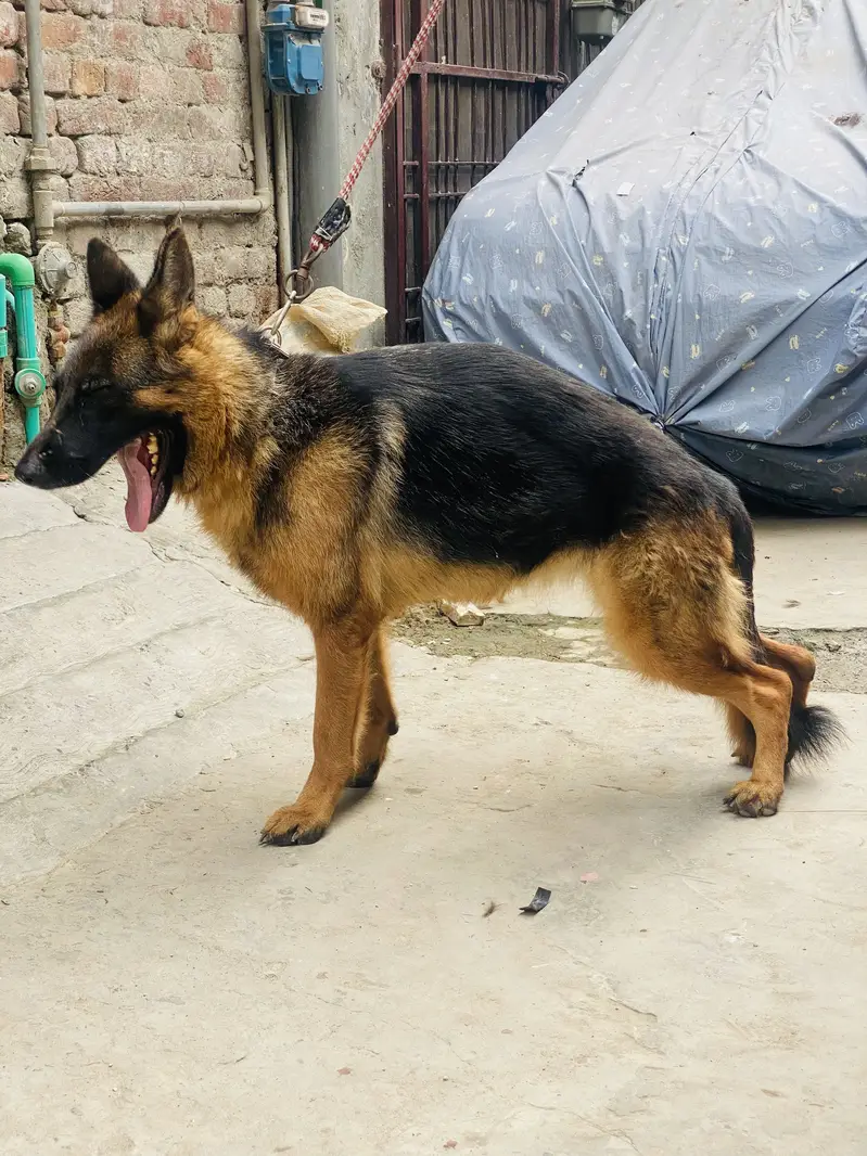 German shepherd — photo 8