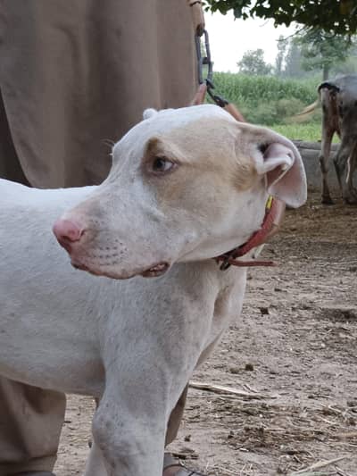 dog for sale 5 month 26 days