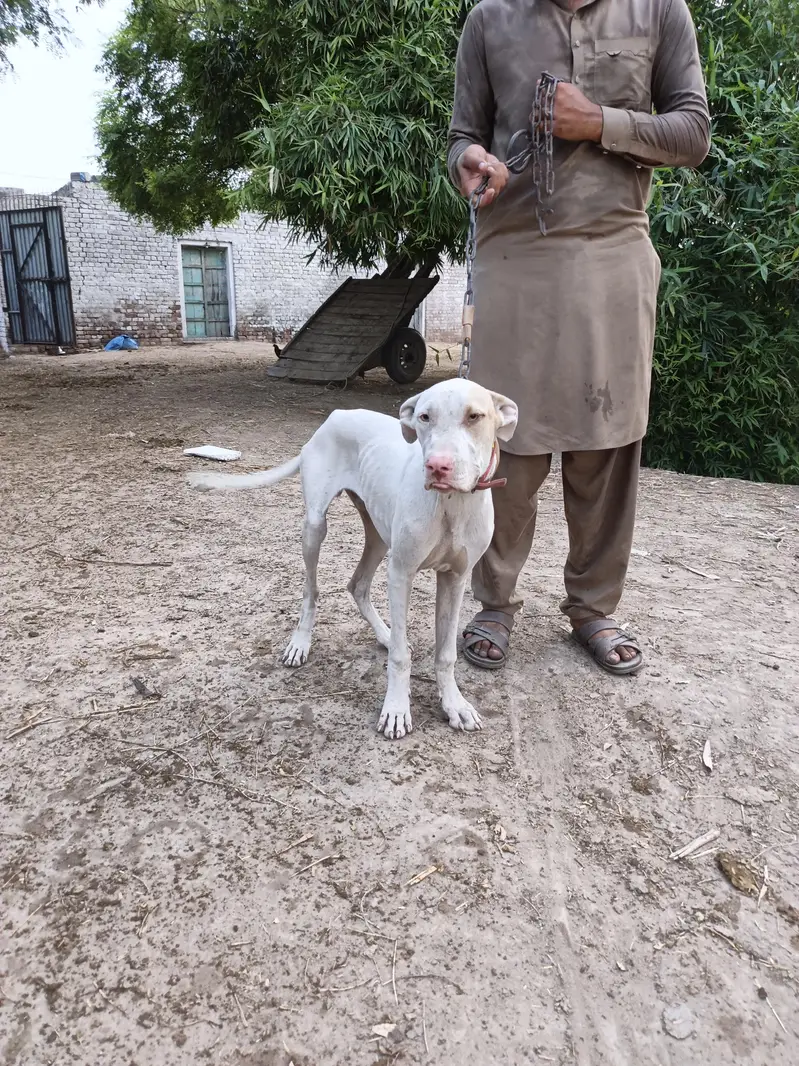dog for sale 5 month 26 days — photo 3