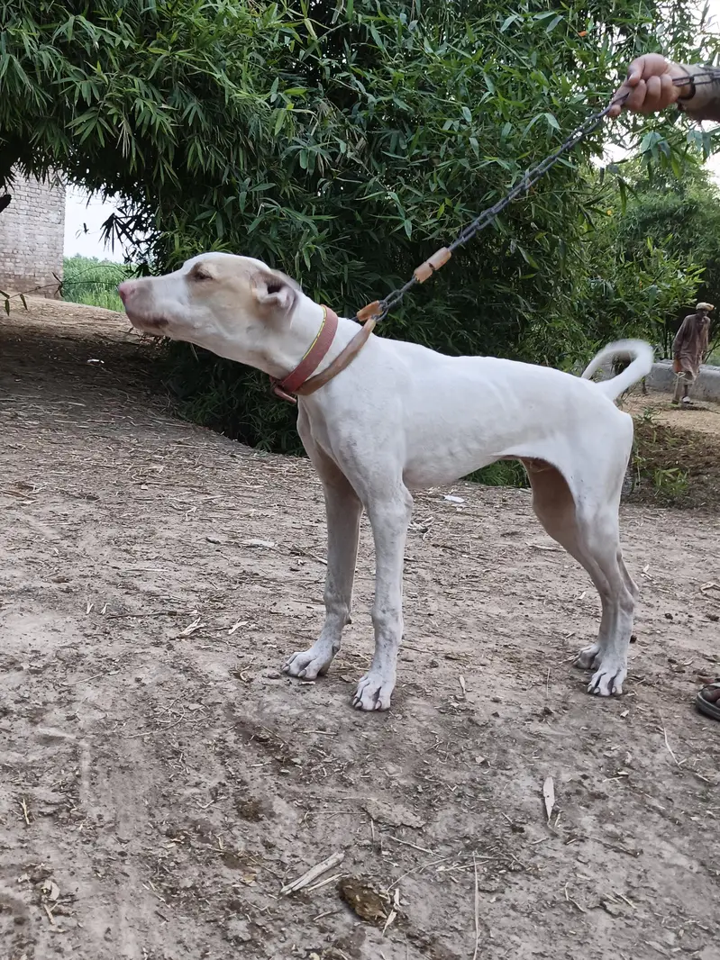 dog for sale 5 month 26 days — photo 5