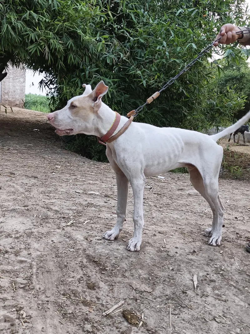 dog for sale 5 month 26 days — photo 6