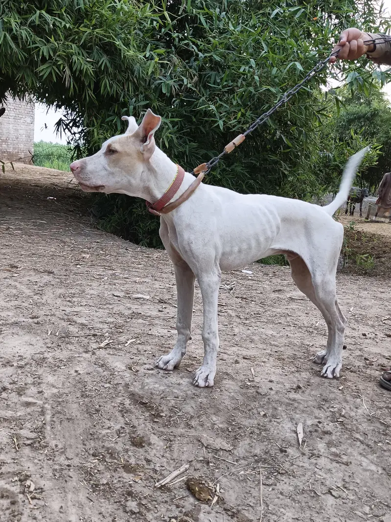dog for sale 5 month 26 days — photo 7