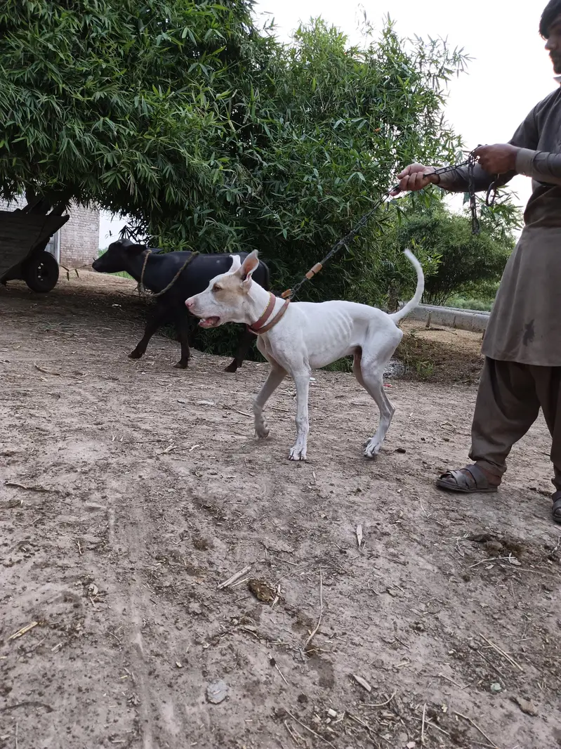 dog for sale 5 month 26 days — photo 8