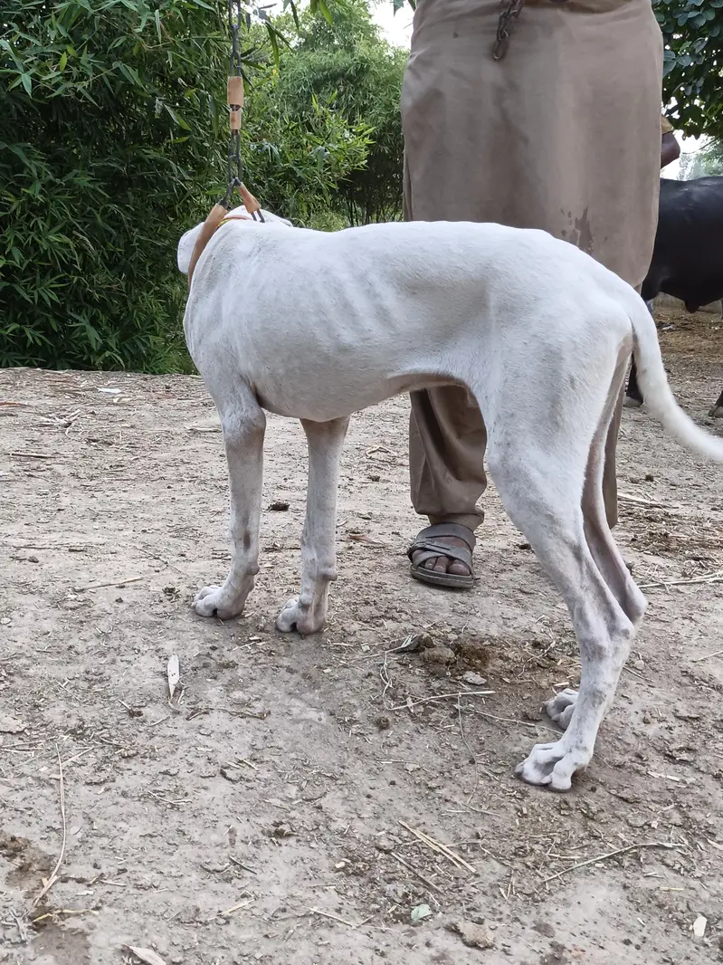 dog for sale 5 month 26 days — photo 9